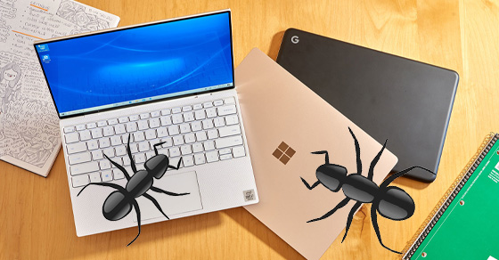 Kiến chui vào laptop phải xử lý như thế nào?