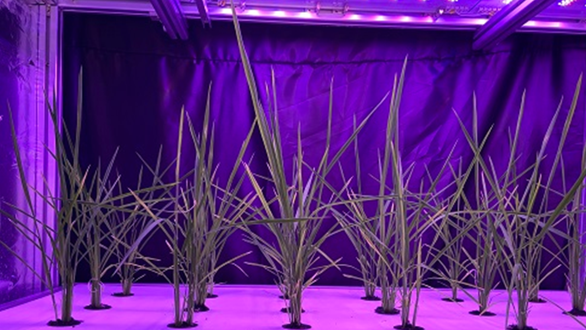 Thử nghiệm trồng giống lúa lùn trong môi trường nhân tạo với các giá thể bốn lớp