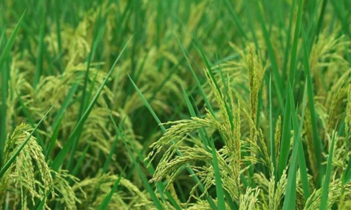 Công nghệ mới trong trồng lúa giúp giảm một nửa chu kỳ sinh trưởng